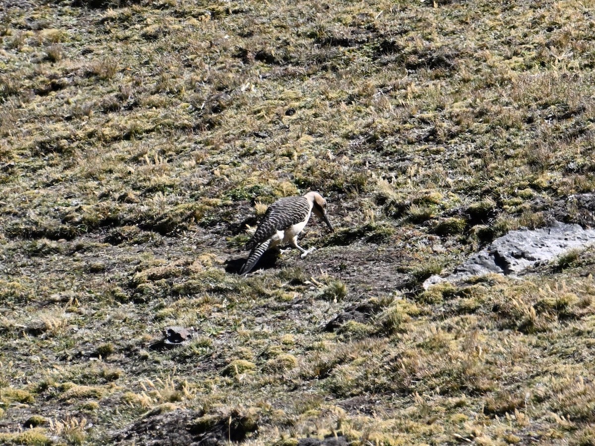 Andean Flicker - ML620274312