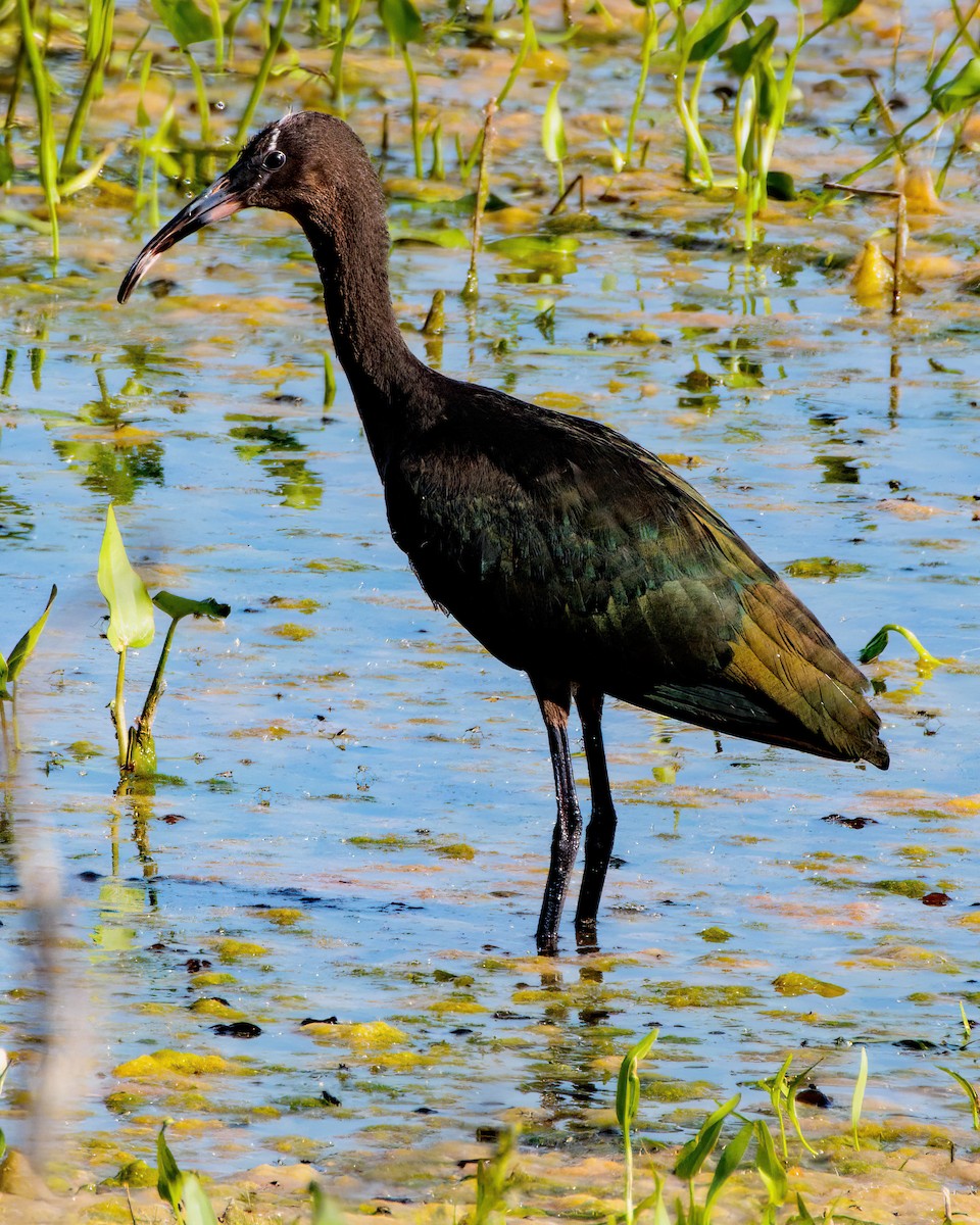 Ibis à face blanche - ML620274313