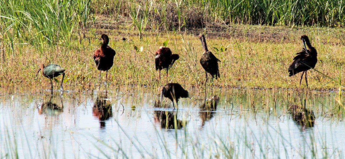 Ibis à face blanche - ML620274314