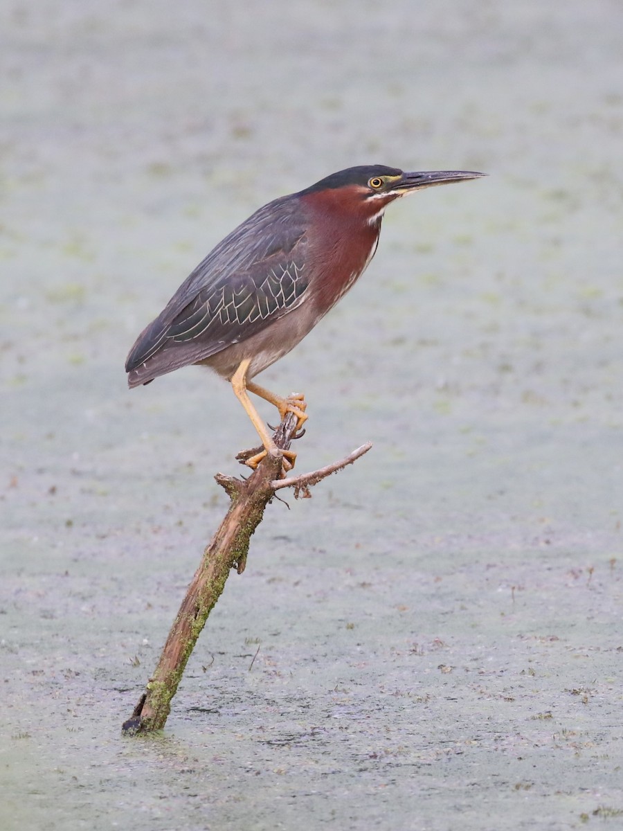 Green Heron - ML620274316