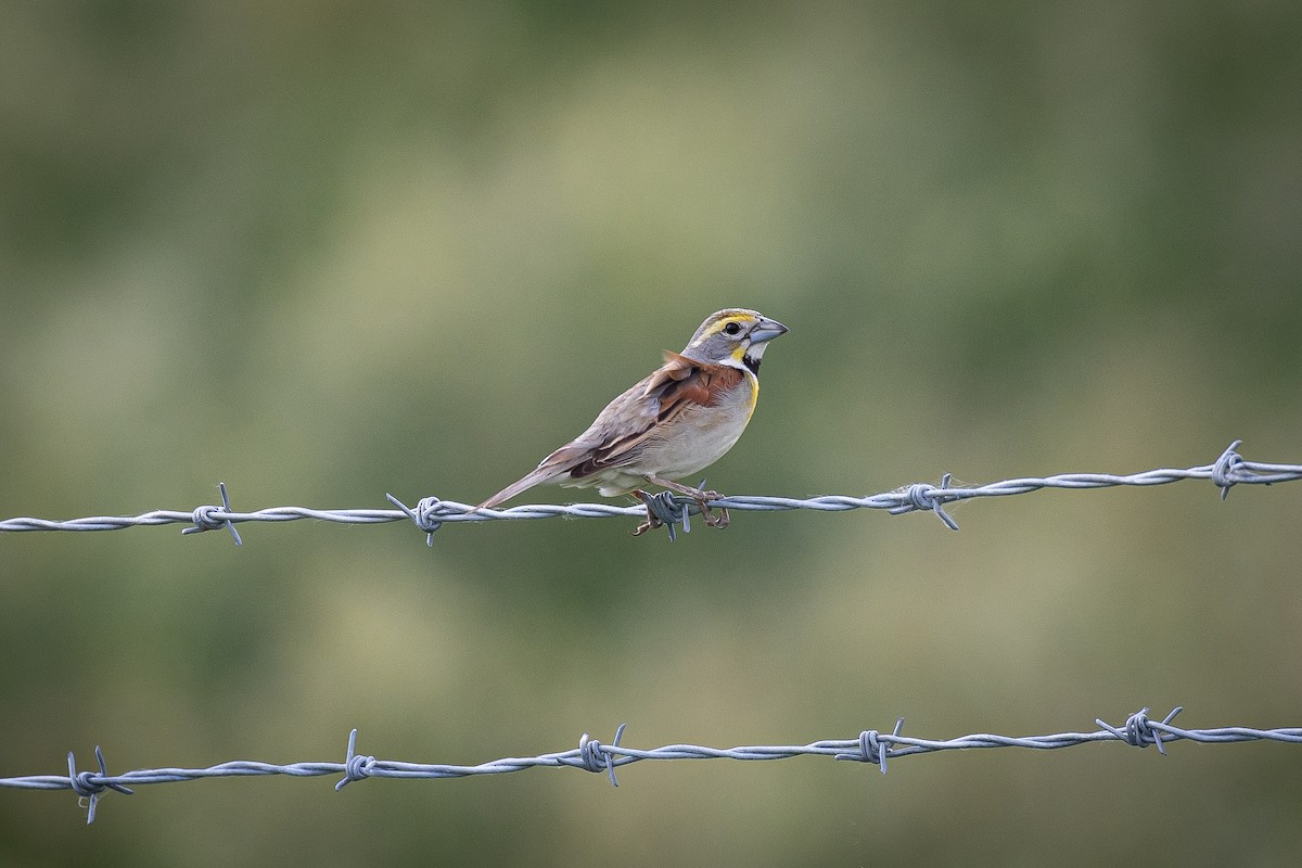 Dickcissel d'Amérique - ML620274322