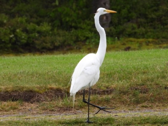 Great Egret - ML620274331