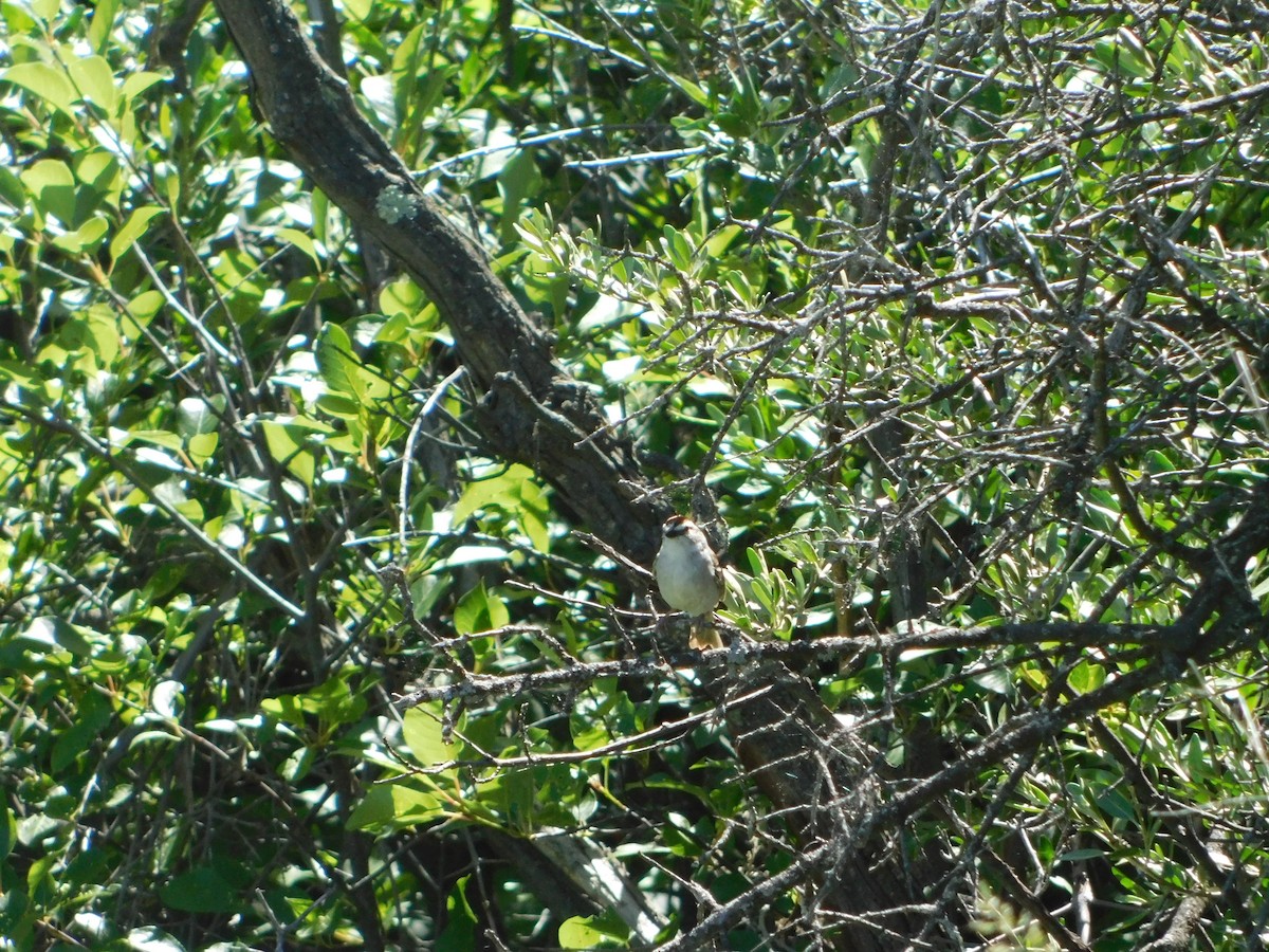 Chipping Sparrow - ML620274337