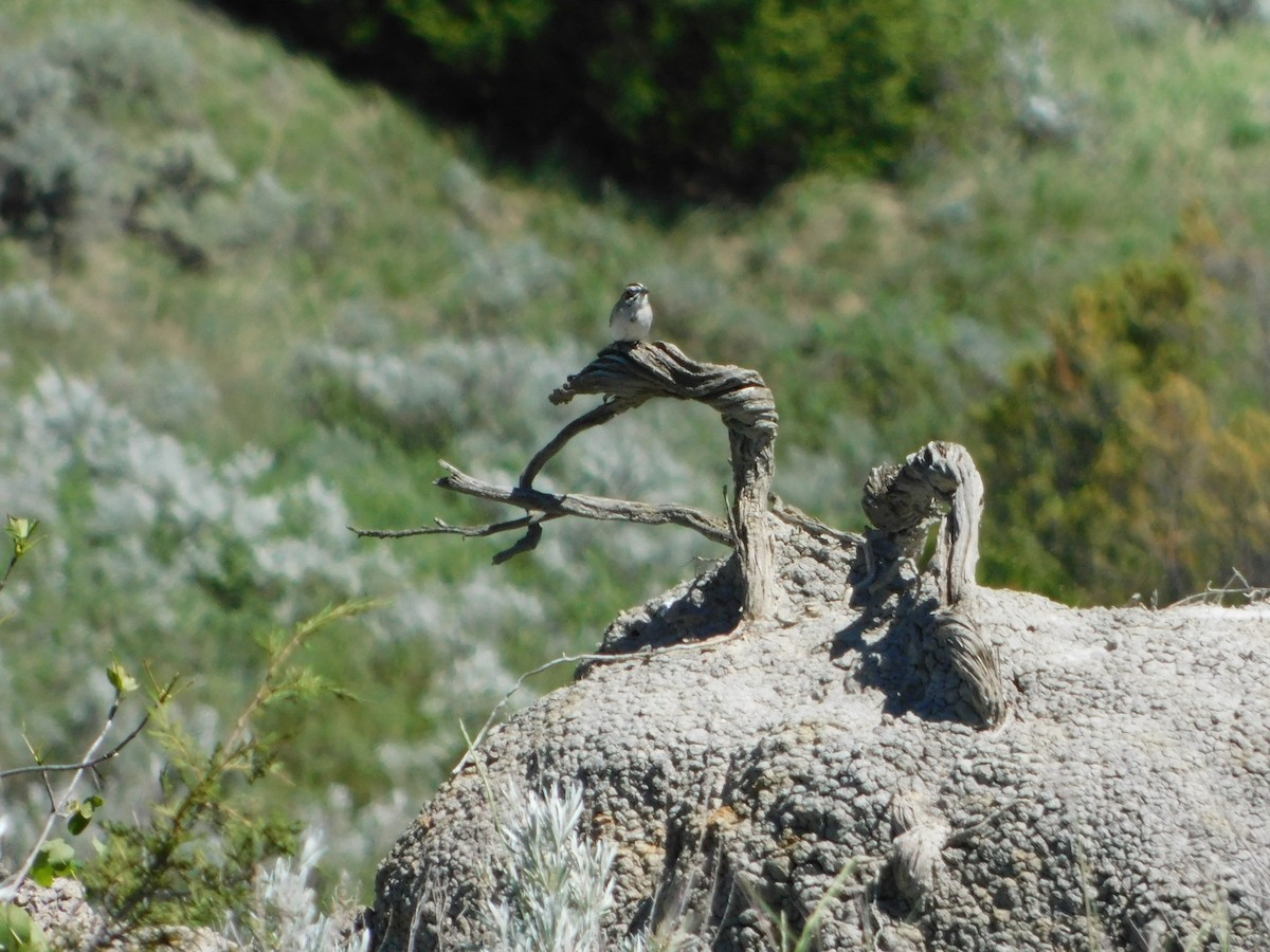 Lark Sparrow - ML620274347