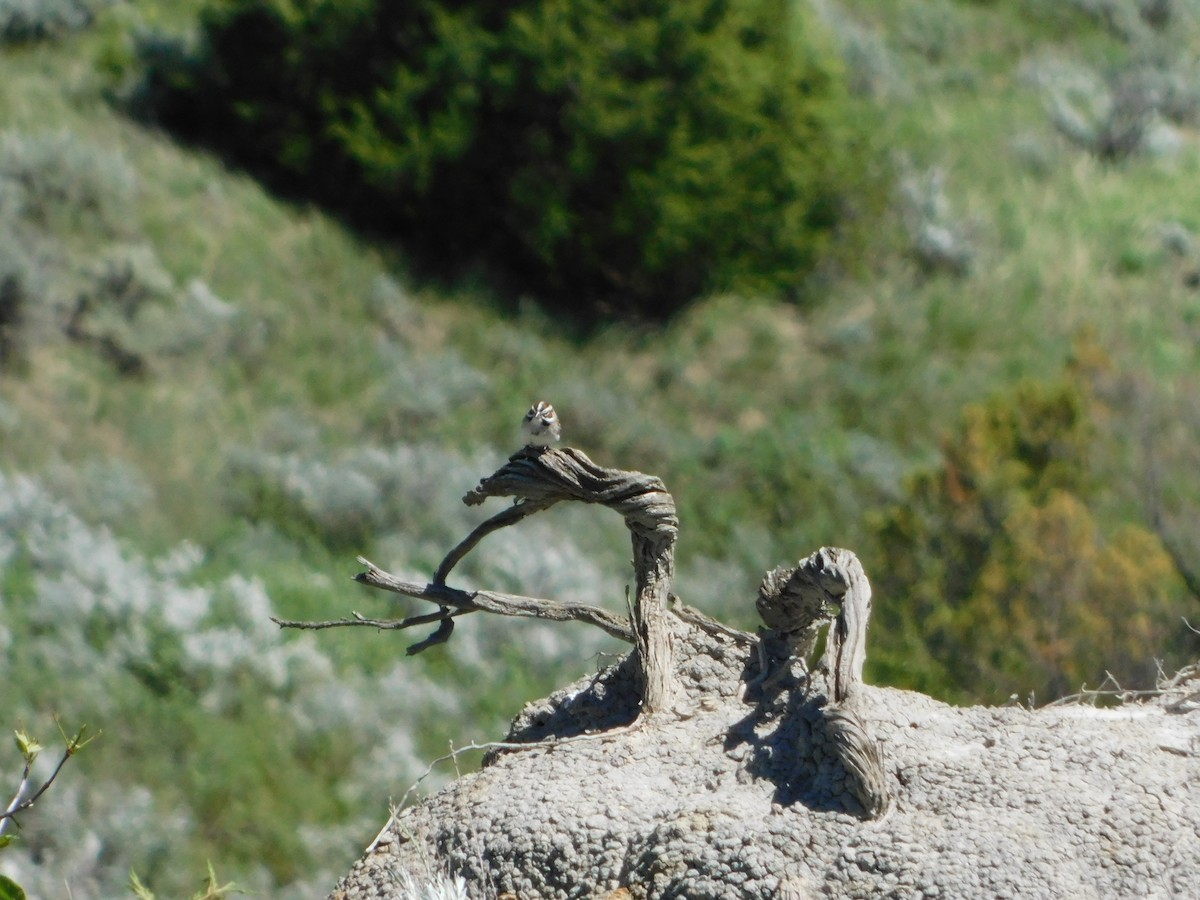 Lark Sparrow - ML620274348