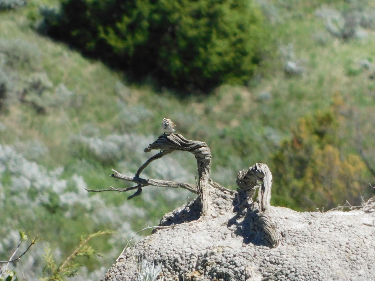 Lark Sparrow - ML620274352