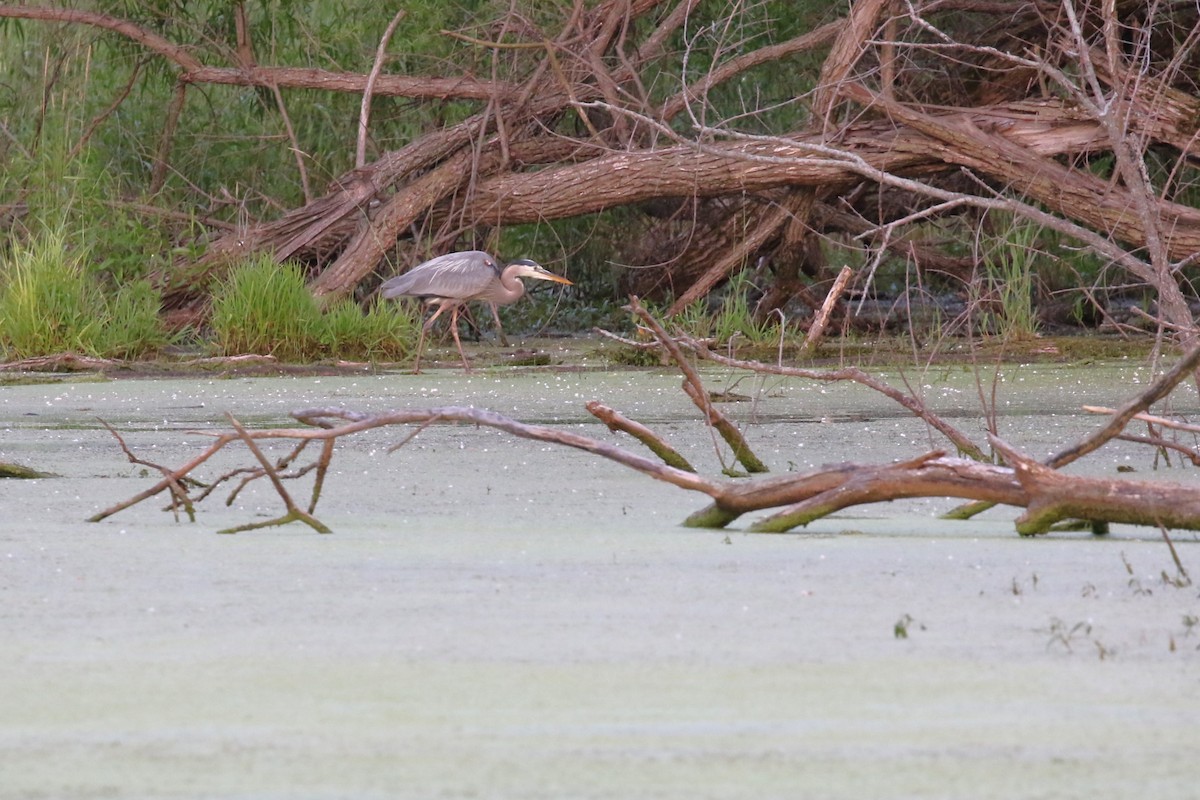 Great Blue Heron - ML620274361