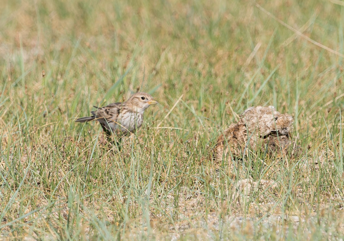 Asian Short-toed Lark - ML620274362