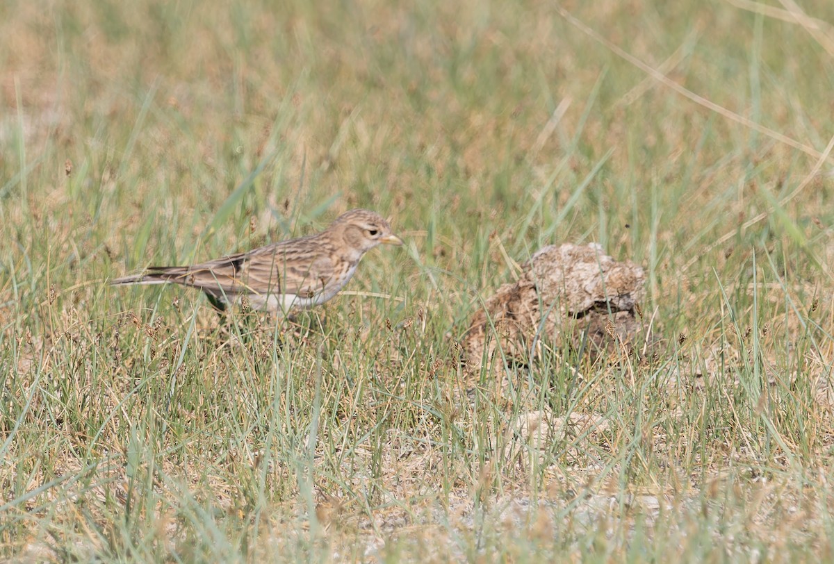 Asian Short-toed Lark - ML620274363