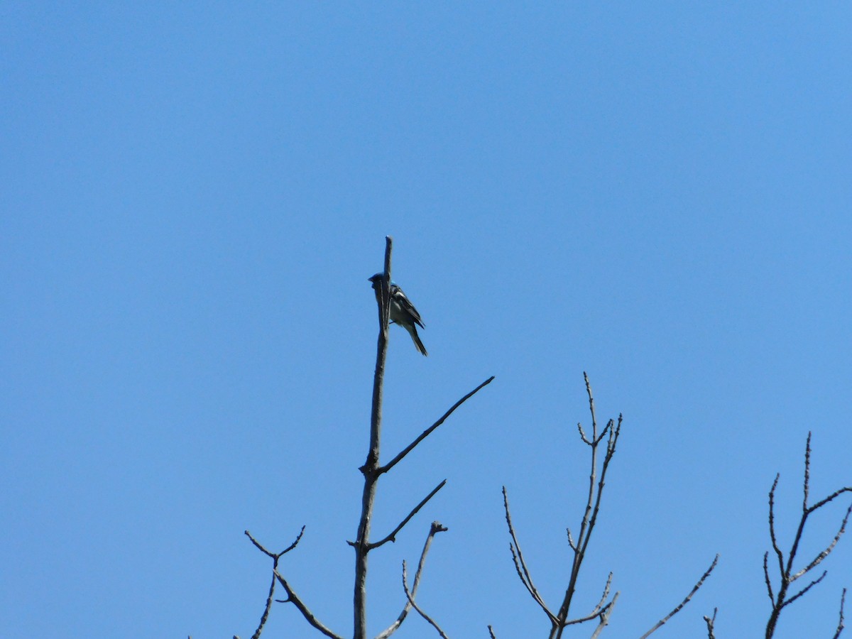 Lazuli Bunting - ML620274368