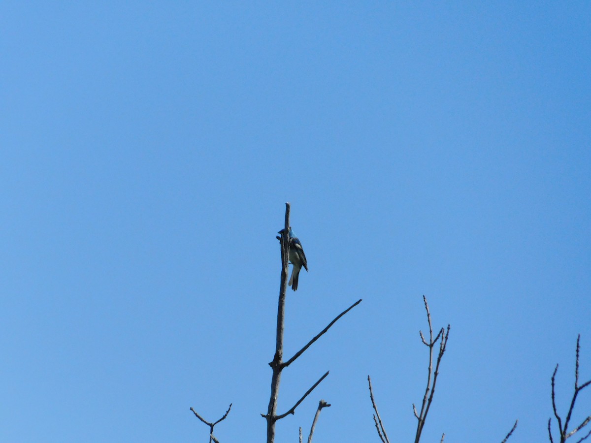 Lazuli Bunting - ML620274370