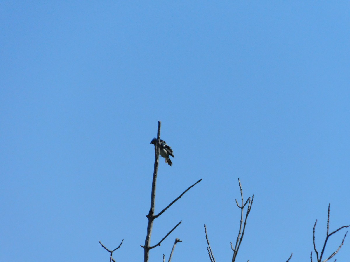 Lazuli Bunting - ML620274371