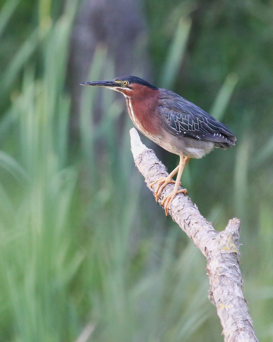 Green Heron - ML620274373