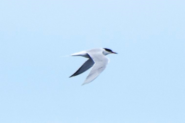 Common Tern - ML620274379