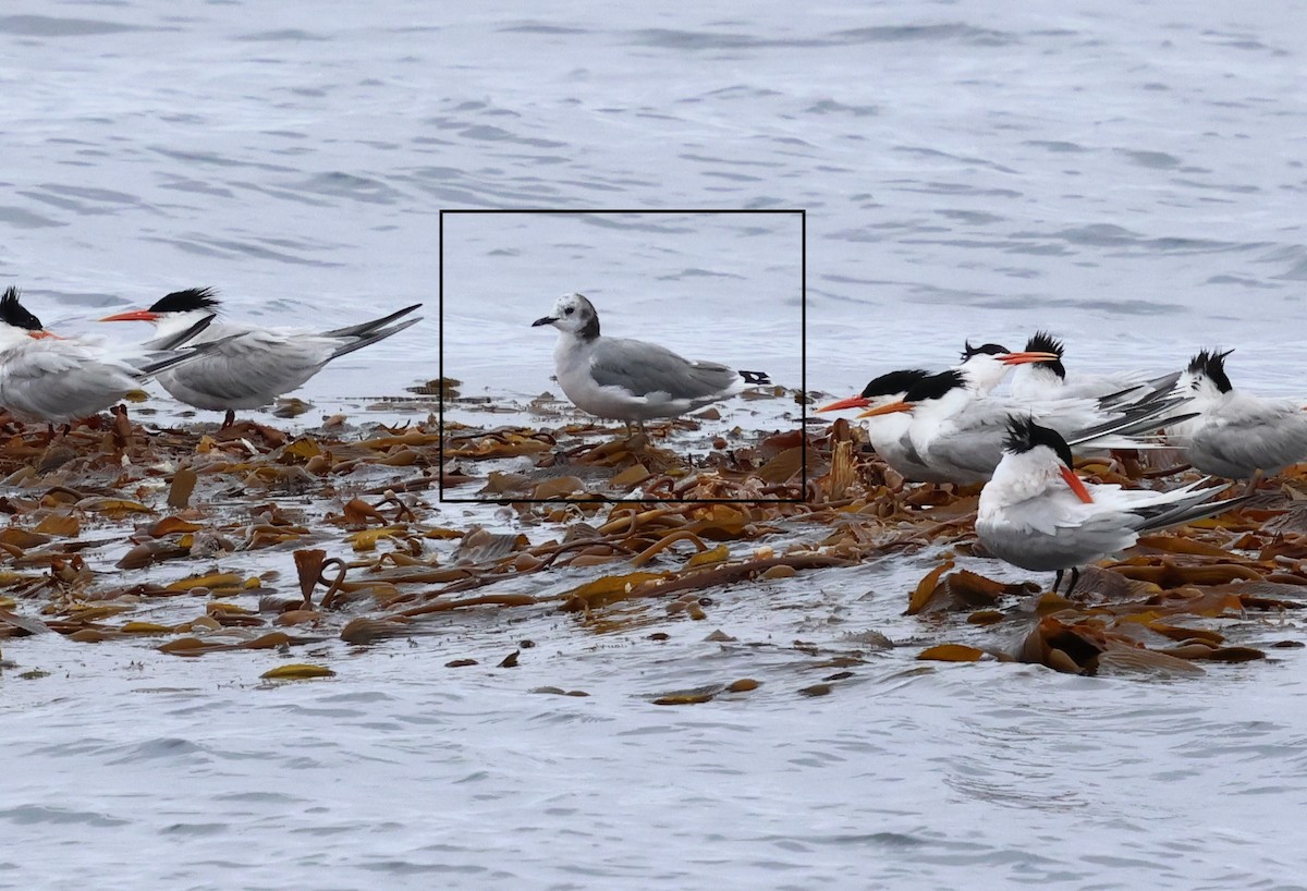 Sabine's Gull - ML620274384