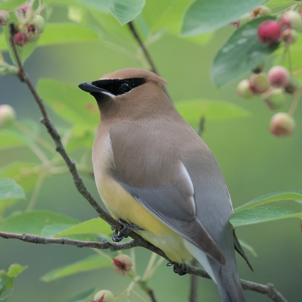 Cedar Waxwing - ML620274396