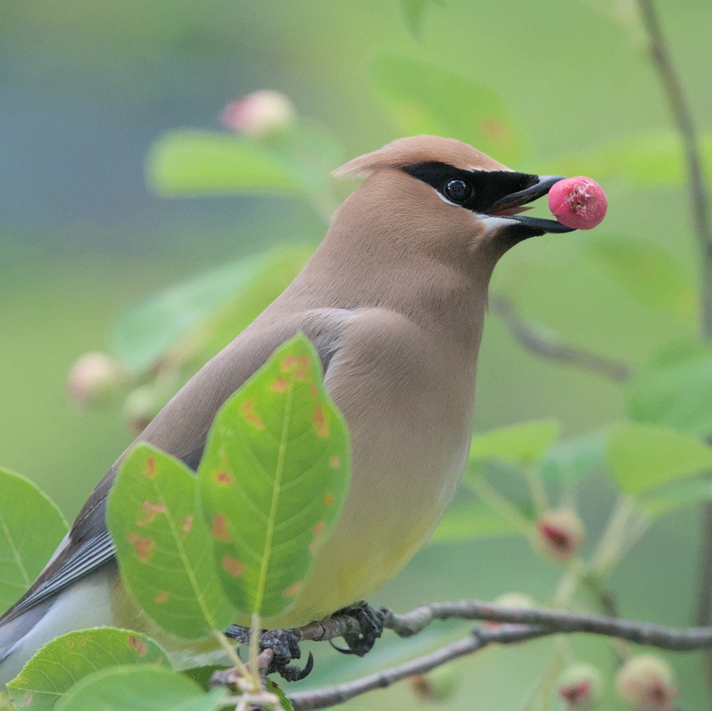 Cedar Waxwing - ML620274399