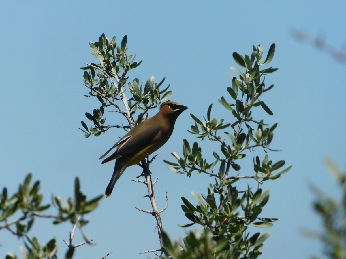 Cedar Waxwing - ML620274401