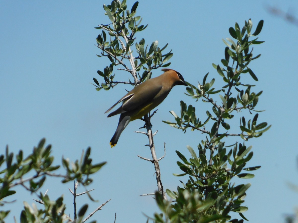 Cedar Waxwing - ML620274403