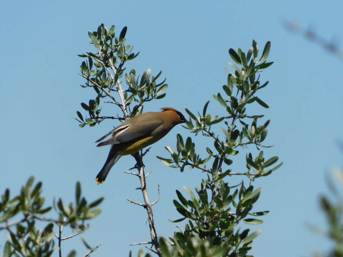 Cedar Waxwing - ML620274405