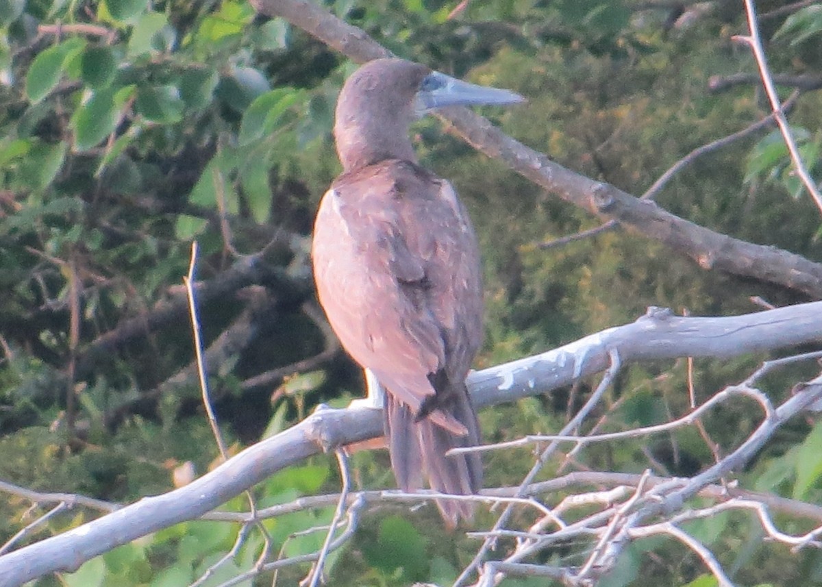 Brown Booby - ML620274407