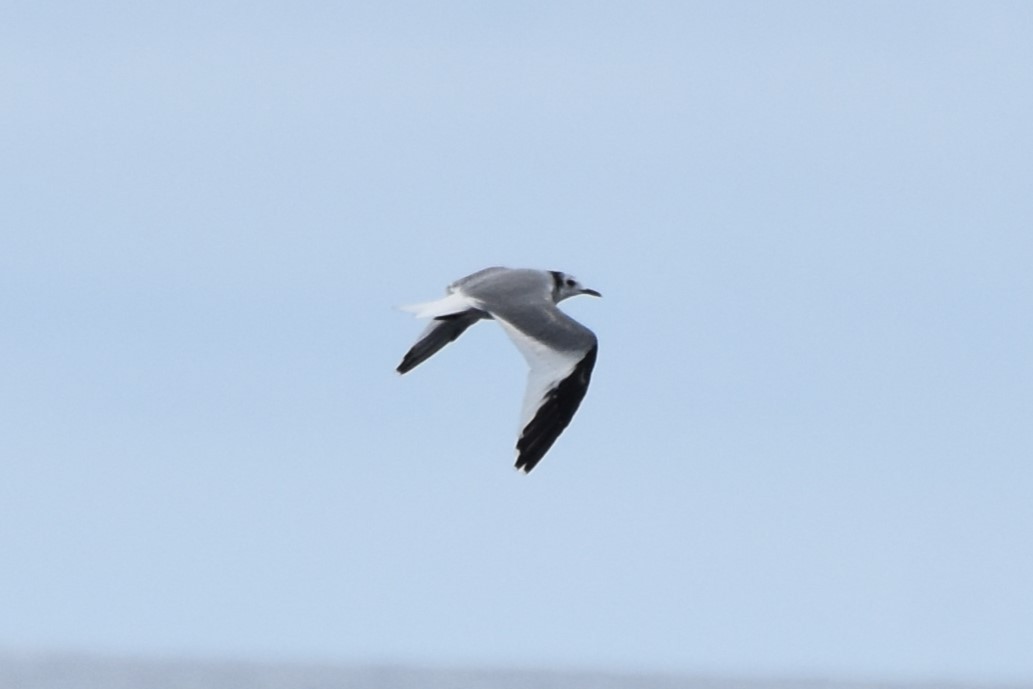 Sabine's Gull - ML620274414