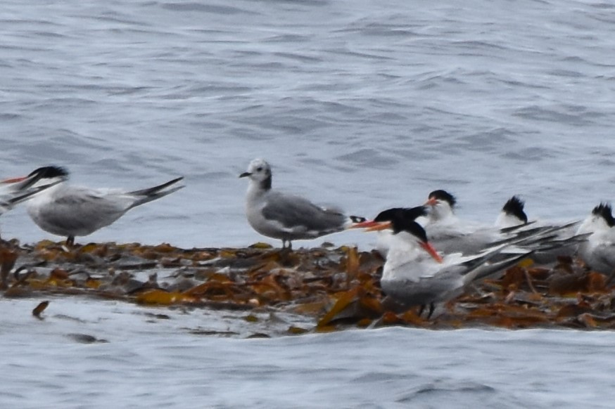 Sabine's Gull - ML620274415