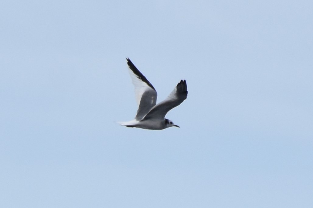 Sabine's Gull - ML620274416