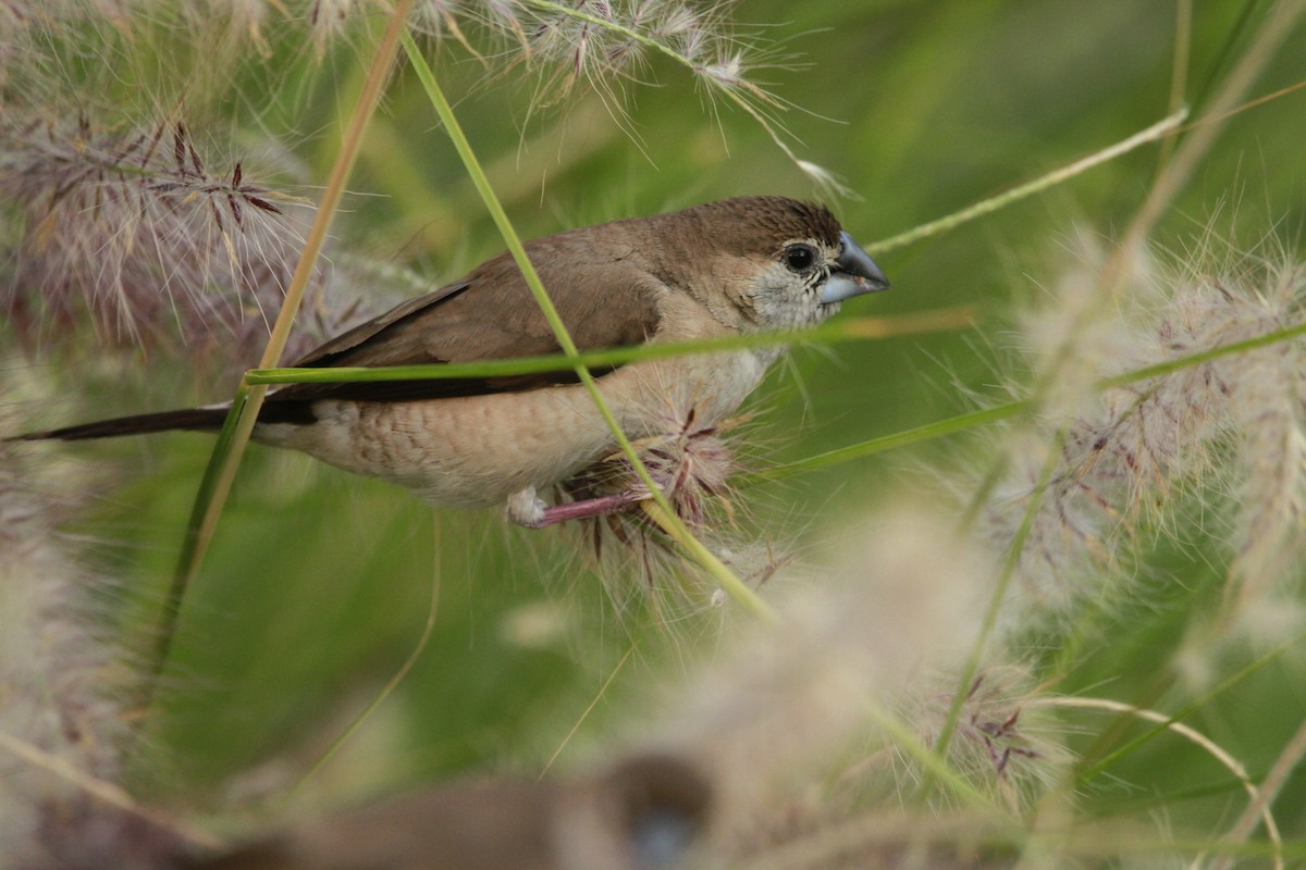 Indian Silverbill - ML620274418