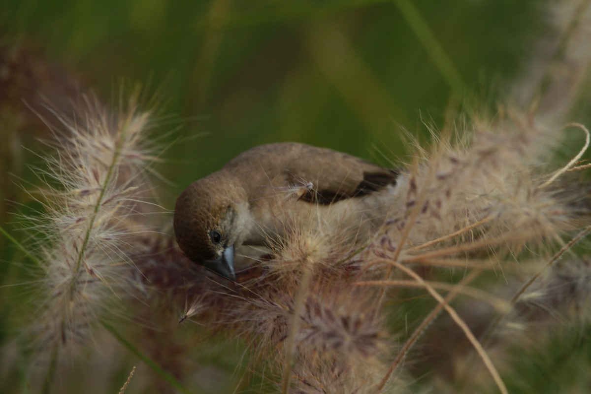 Indian Silverbill - ML620274419