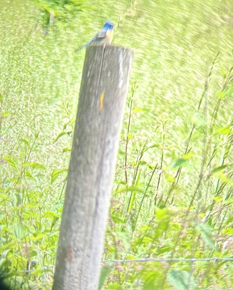 Lazuli Bunting - ML620274421