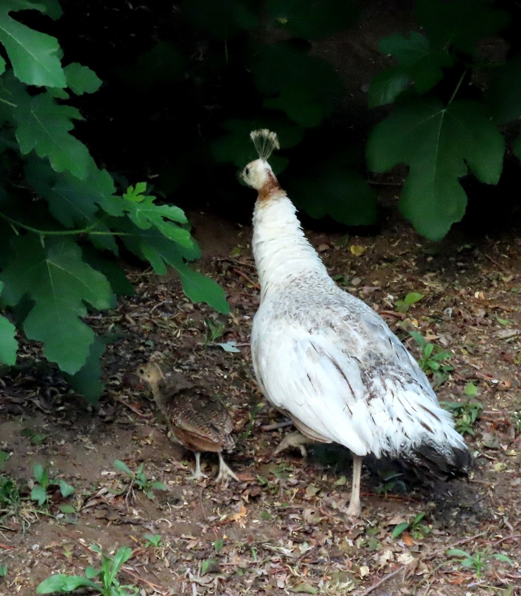 Indian Peafowl (Domestic type) - ML620274428