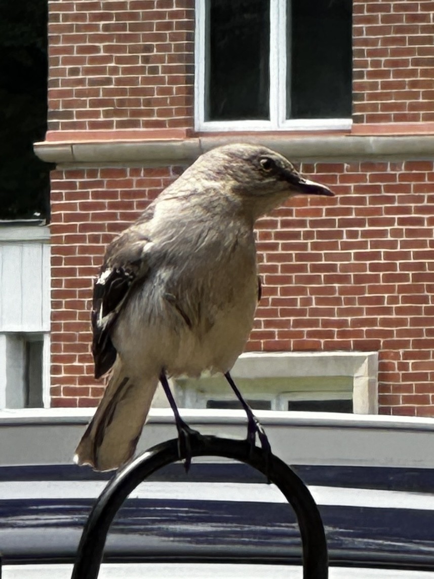 Northern Mockingbird - ML620274429