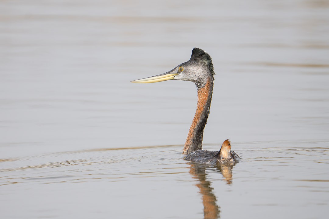 Great Grebe - ML620274434