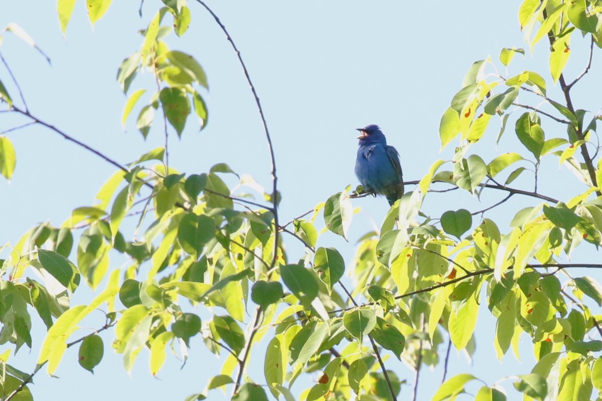 Indigo Bunting - ML620274435