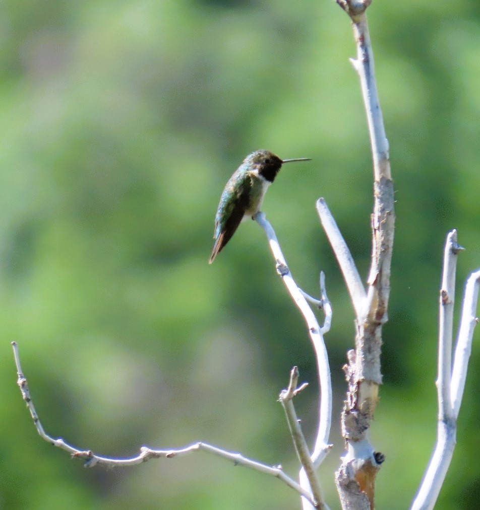 Broad-tailed Hummingbird - ML620274436