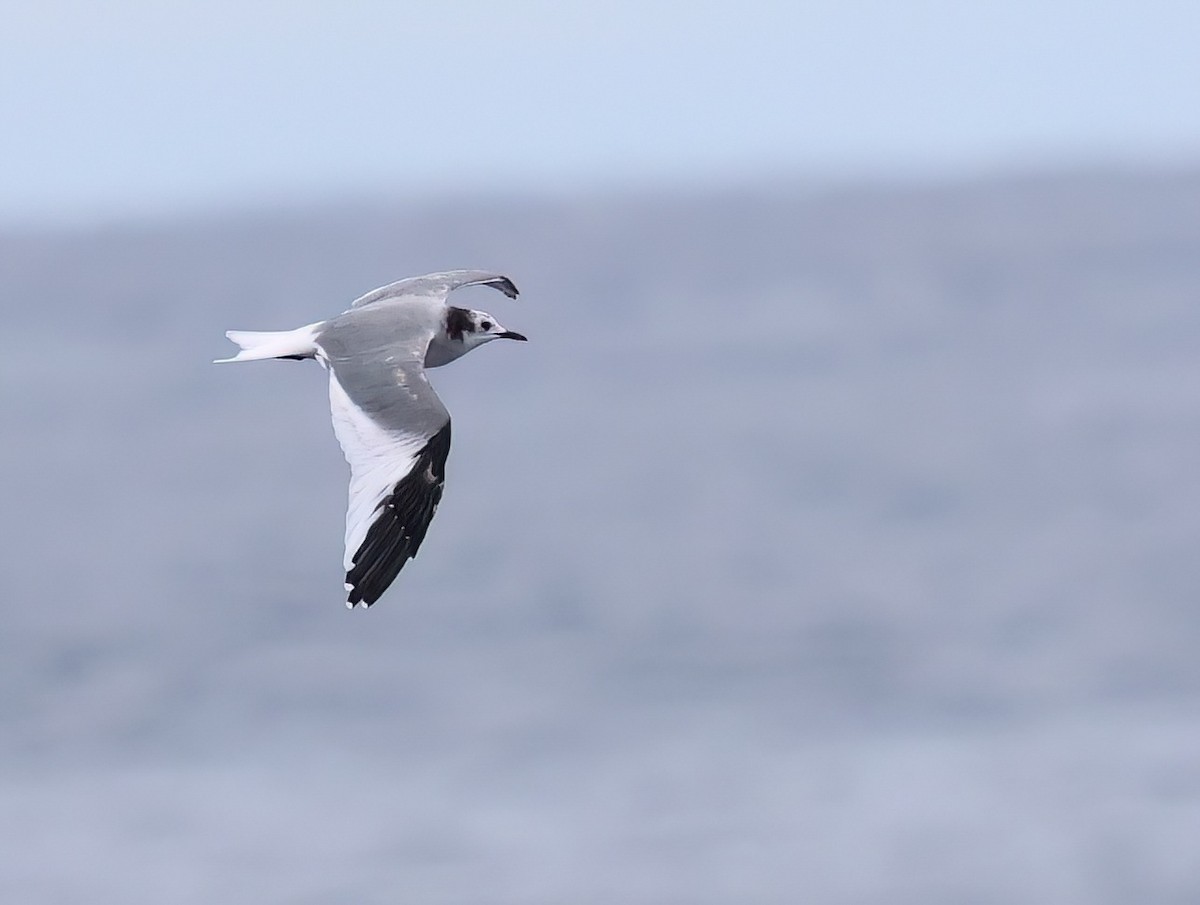 Sabine's Gull - ML620274438