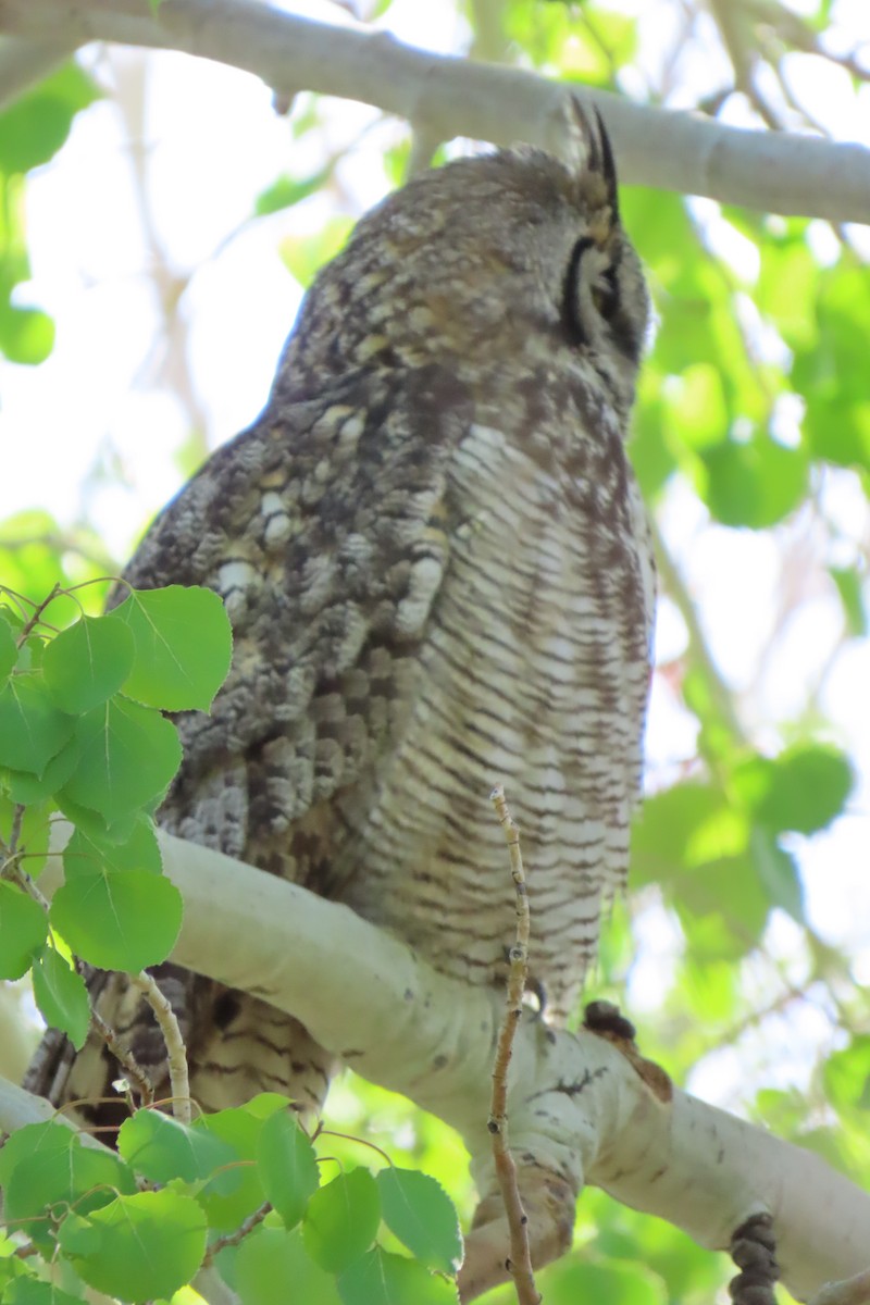 Great Horned Owl - ML620274441