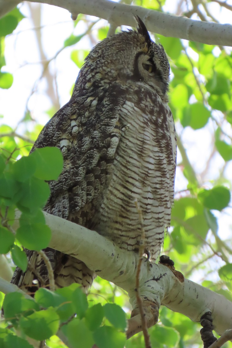 Great Horned Owl - ML620274444