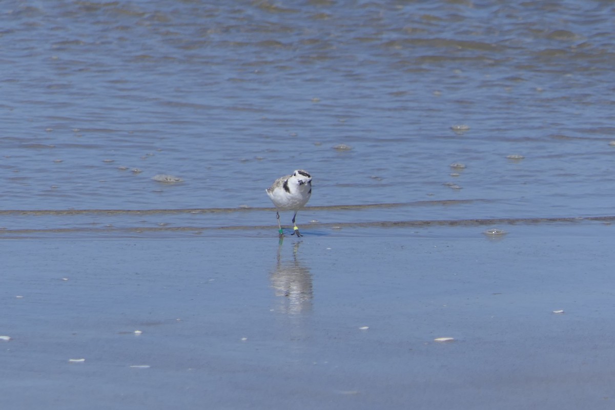 Snowy Plover - ML620274449