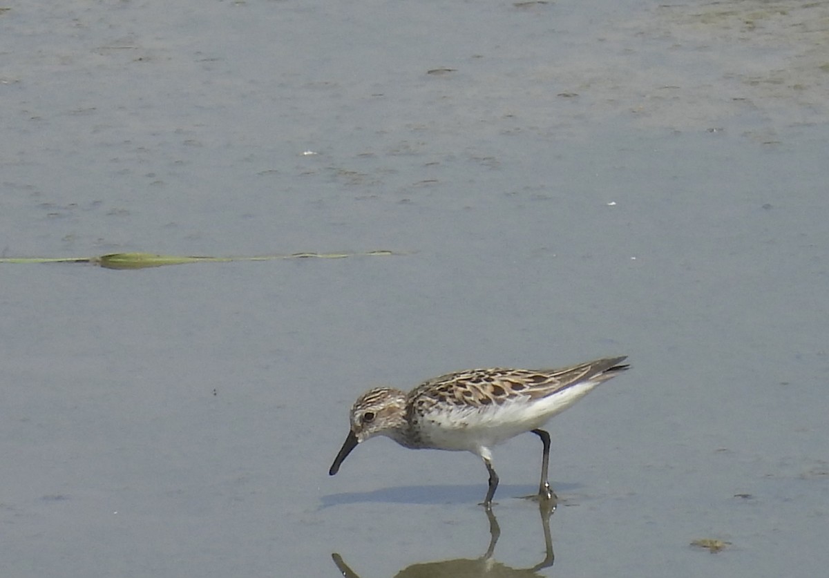 Semipalmated Sandpiper - ML620274451