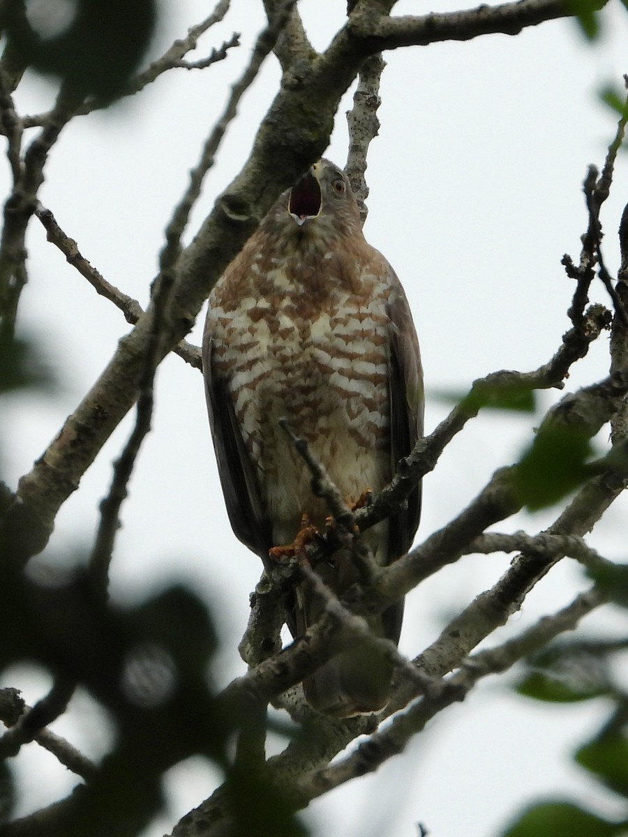 Broad-winged Hawk - ML620274457