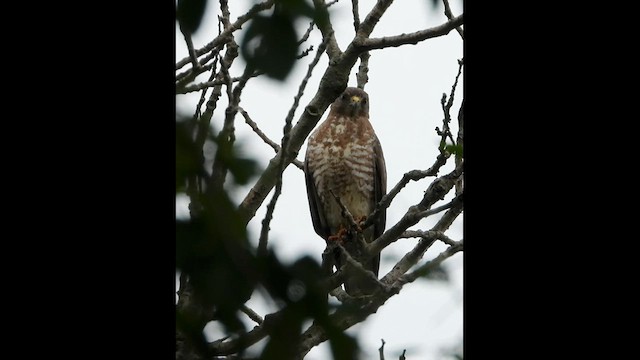 Broad-winged Hawk - ML620274459