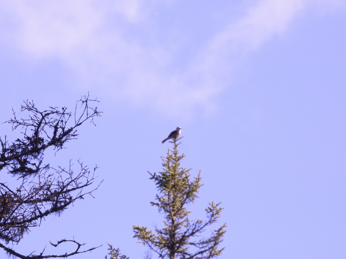 Canada Jay - ML620274460