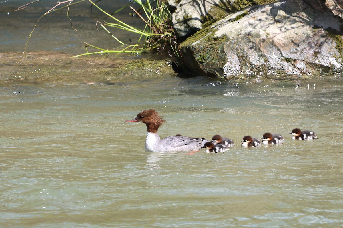 Common Merganser - ML620274469