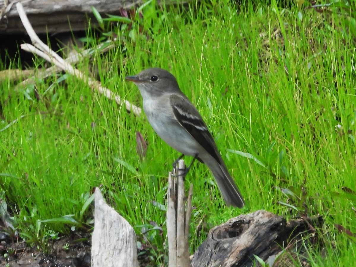 Mosquero sp. (Empidonax sp.) - ML620274474