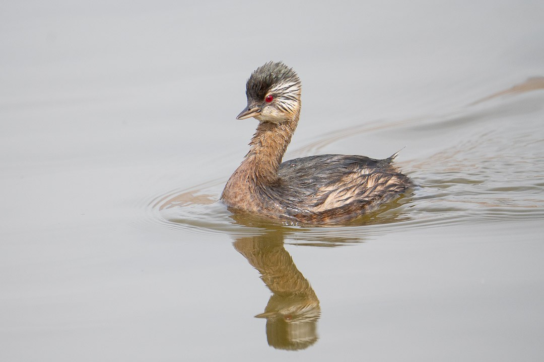 White-tufted Grebe - ML620274477