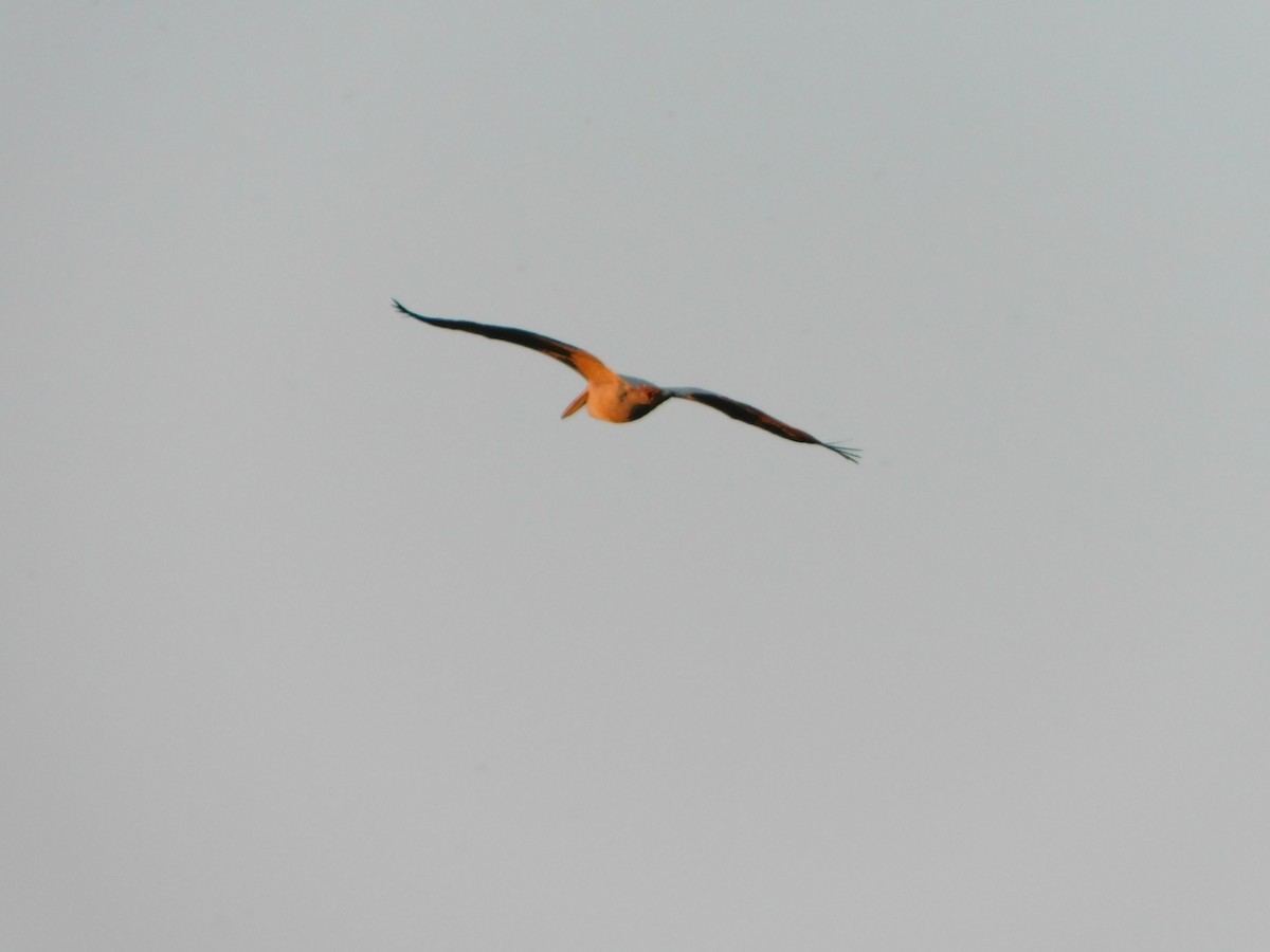 American White Pelican - ML620274480