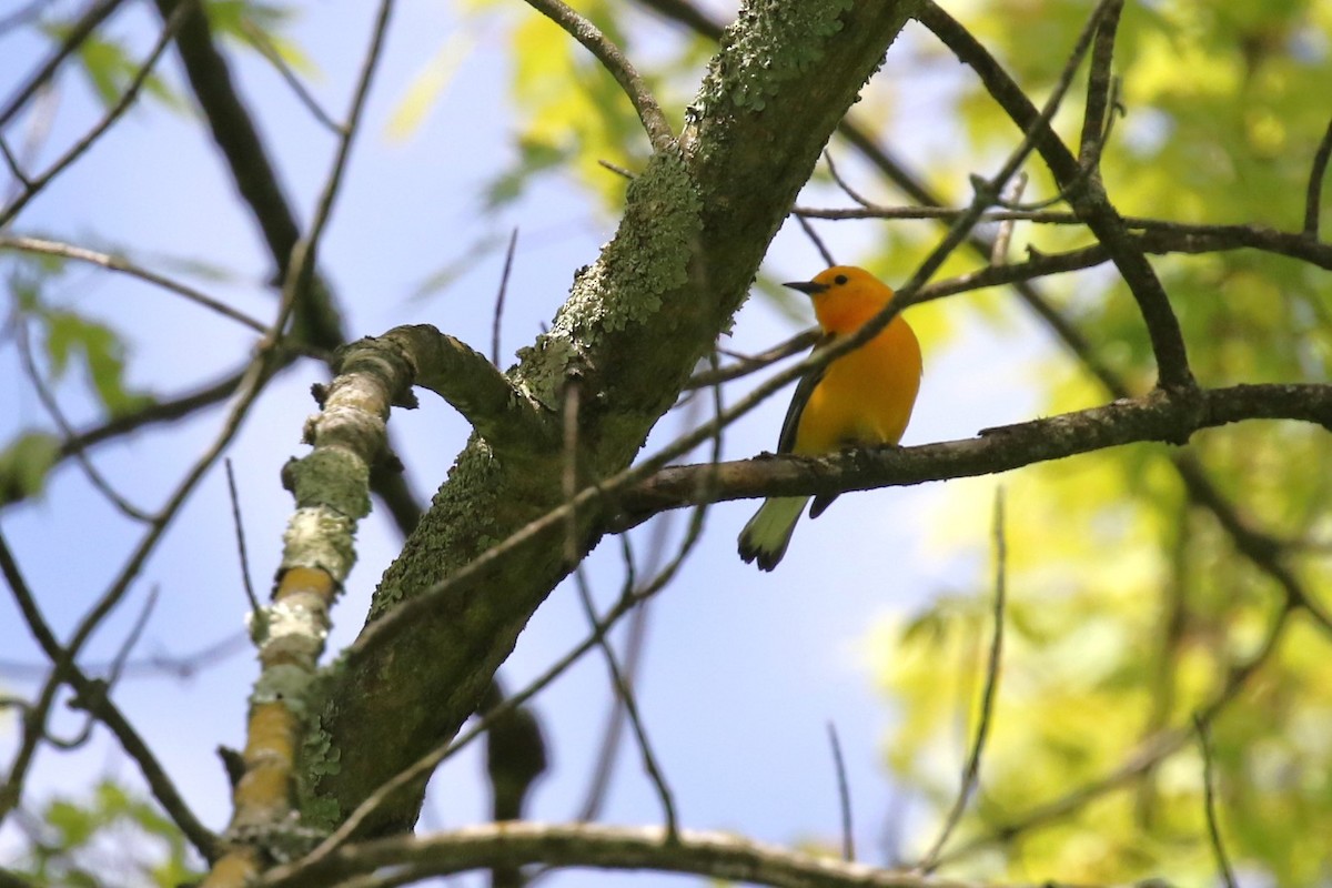 Prothonotary Warbler - ML620274489