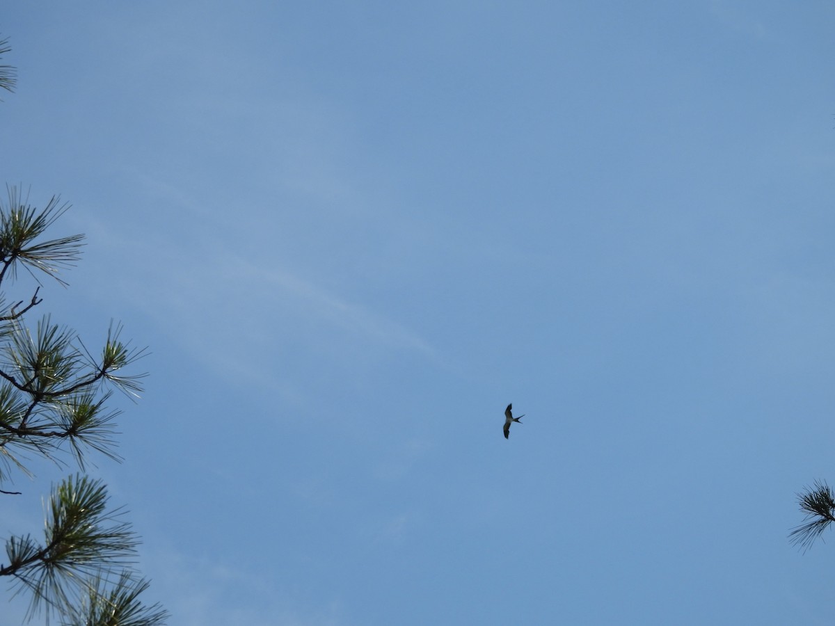 Swallow-tailed Kite - ML620274490